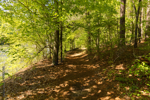 footpath in the forest