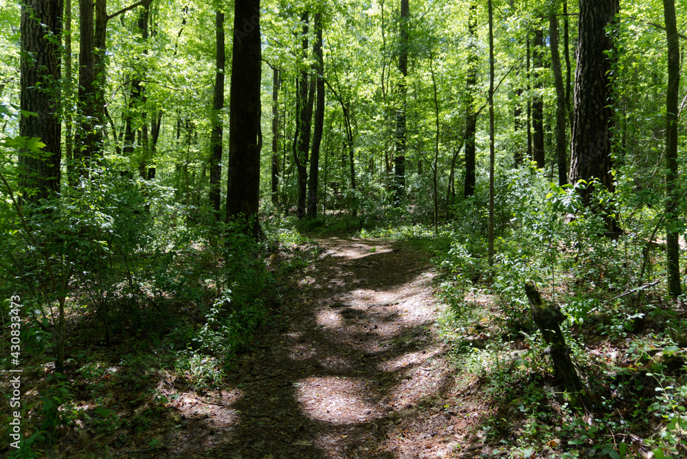 path in the forest