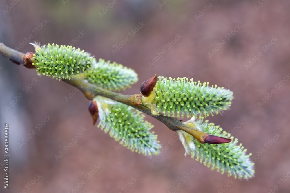 Spring gentle background with blossoming willow catkins. Spring gentle background with blossoming willow catkins.