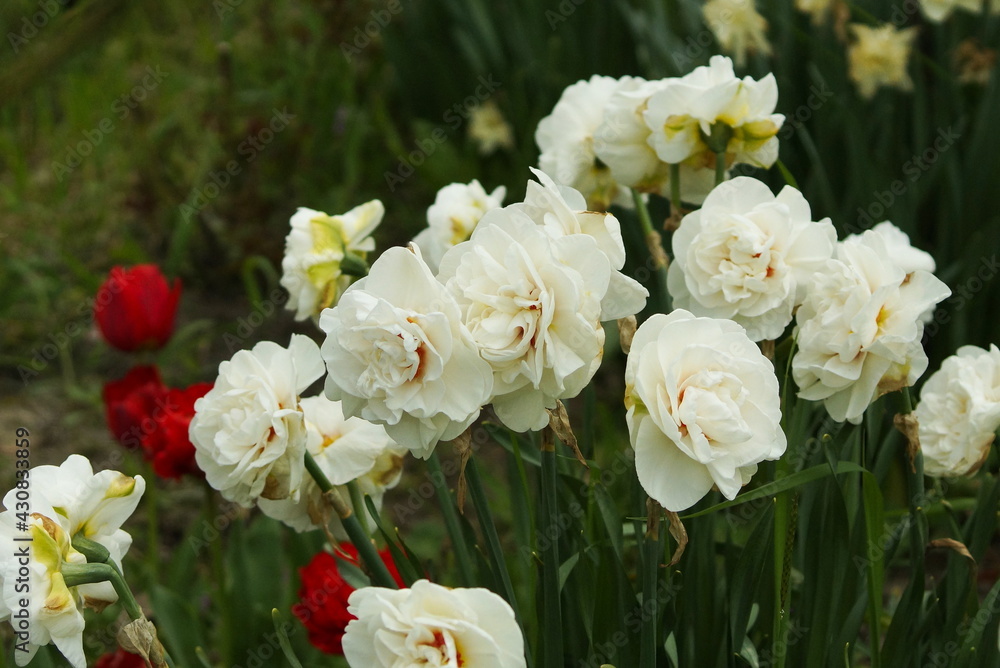 Fototapeta premium white daffodils in the spring garden