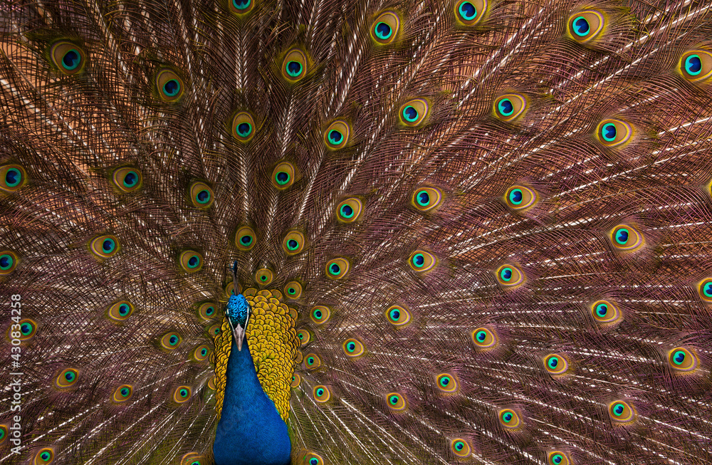 Obraz premium A male peacock shows off its brilliant, colorful plumage 