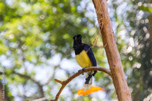 cancan rook, standing on a branch outdoors.
