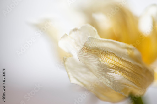 gelbe Tulpenblätter verwelkt, close up