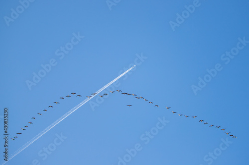 A group of big geese flying across the blue sky. A large airliner flies among the geese, leaving a trail behind the flight. The flight path of geese and planes intersect.