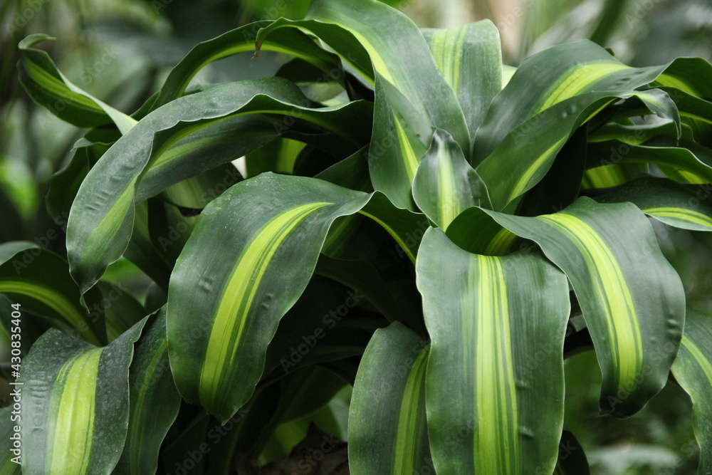 Naklejka premium ドラセナ