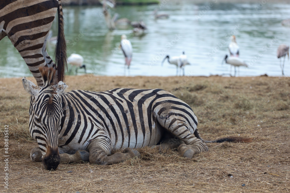 The burchell zebra is eatting in farm at thailand