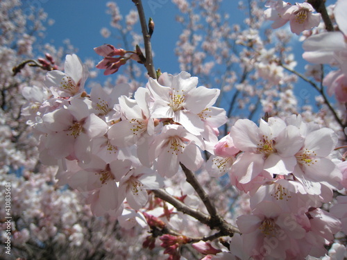 高遠小彼岸桜 高遠小彼岸 タカトオコヒガンザクラ タカトオコヒガン