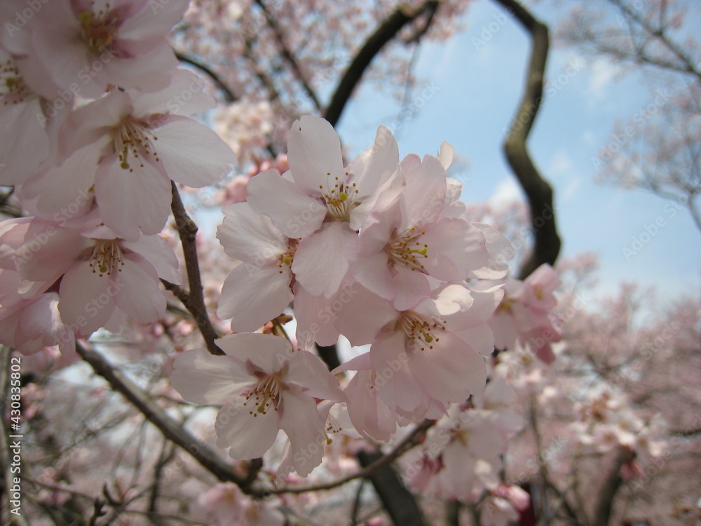 高遠小彼岸桜
高遠小彼岸
タカトオコヒガンザクラ
タカトオコヒガン