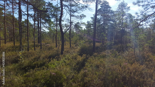 Fototapeta Naklejka Na Ścianę i Meble -  estonia swamp moor landscape nature trail national park