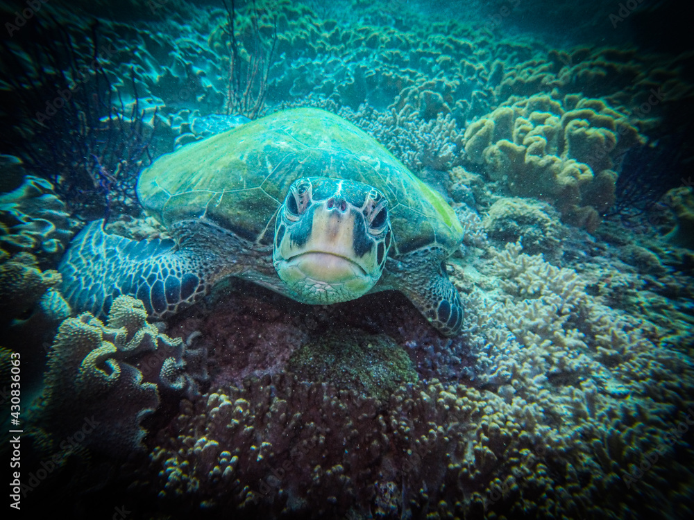 Fototapeta premium King Turtle