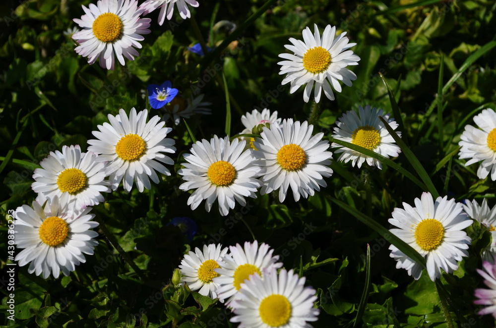 Obraz premium Lovely blossom daisy flowers background.