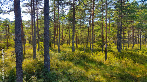 estonia swamp moor landscape nature trail national park © Ampalyze