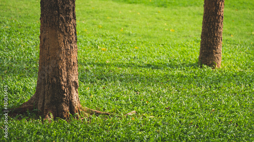 Sunlight and shadow on surface of tree trunk on green lawn in public park area
