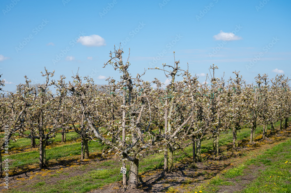 Cultivation of pear fruits on Dutch orchards, spring white blossom of pear trees