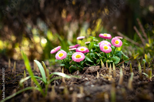 Bellis perennis common wild daisy pink and white gowan flower planted in the ground, dark garden bokeh photo
