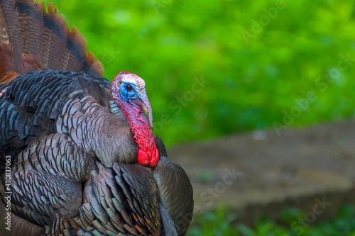 Wild turkey walking in the forest