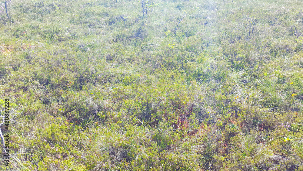 estonia swamp moor landscape nature trail national park