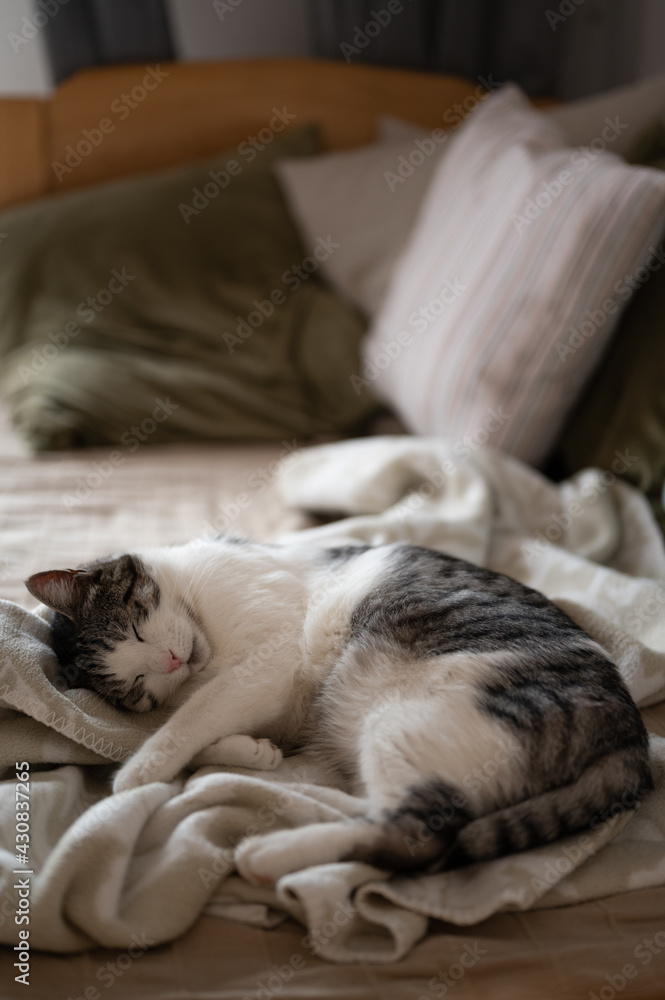 Beautiful white-gray cat sleeping in cozy looking bed Beautiful white-gray cat sleeping in cozy looking bed
