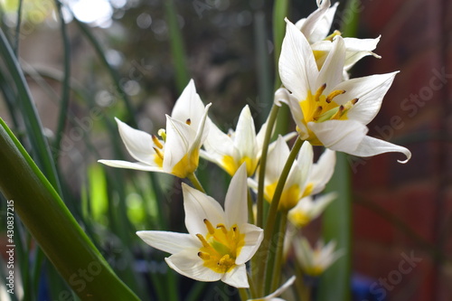 Easy to grow unfussy wild tulip thrives in sunny location It is top choice for growing in borders rockeries gravel gardens The refined flowers are chic with dainty pointed petals in a yellow buttercup photo