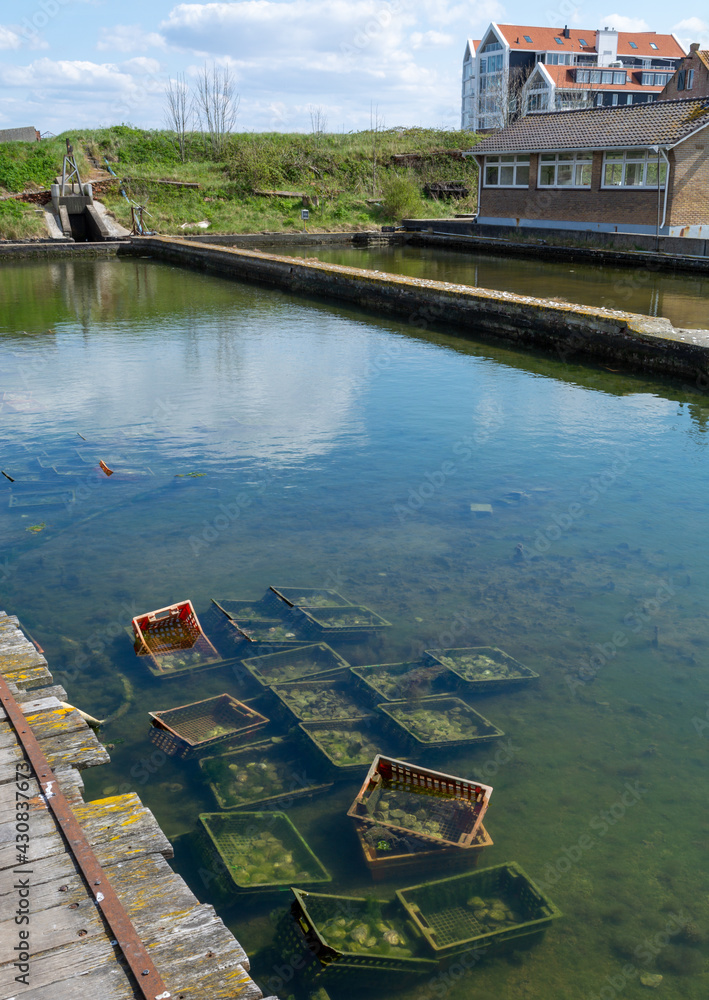 Oysters growing systems, keeping oysters in concrete oyster pits, where they are stored in crates in continuously refreshed water, fresh oysters ready for sale and consumption