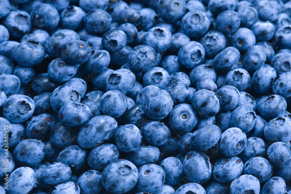 Fresh blueberry background. Texture blueberry berries close up. Fresh blueberry background. Texture blueberry berries close up.