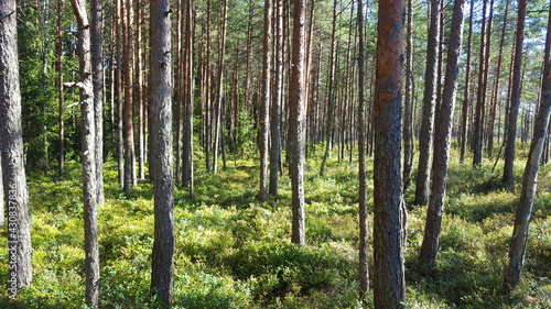 estonia swamp moor landscape nature trail national park