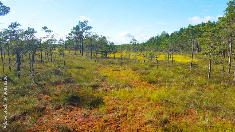 Fototapeta premium estonia swamp moor landscape nature trail national park