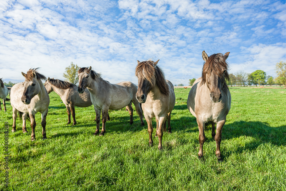 Small herd of semi wild Polish horses on meadow. Small herd of semi wild Polish horses on meadow.