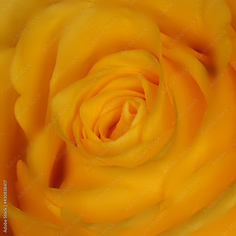 A beautiful orange rose macro in soft focus for a valentine A beautiful orange rose macro in soft focus for a valentine