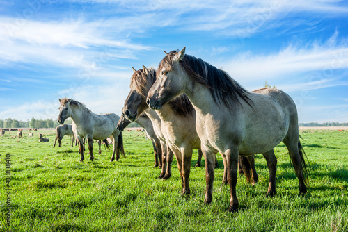 Small herd of semi wild Polish horses on meadow.
