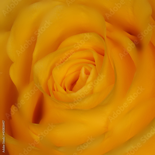 A beautiful orange rose macro in soft focus for a valentine