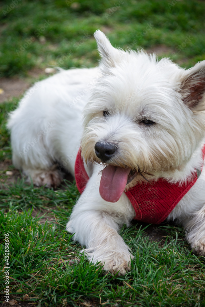 Top view of white terrier dog with tongue sticking out, lying on the grass in a park, vertical