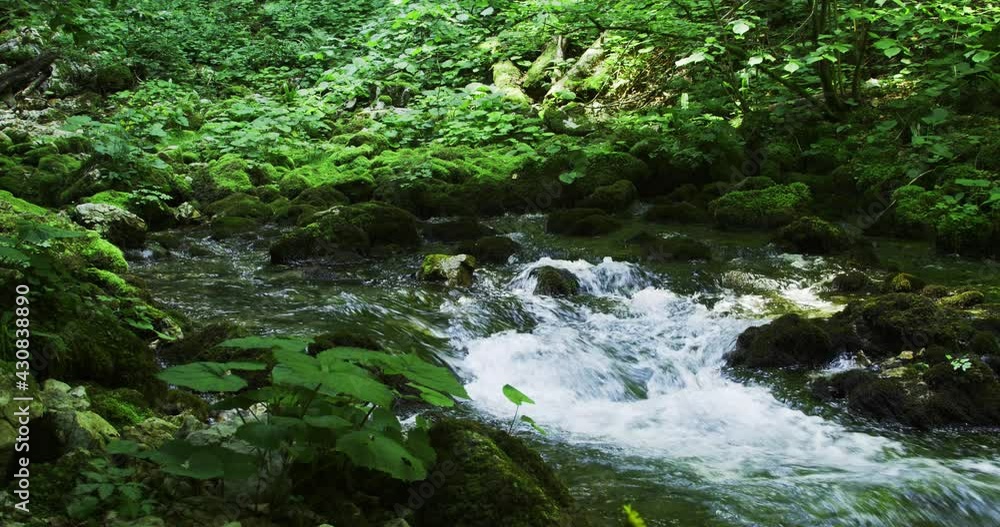 Crna rijeka stream with the rapids and rocks covered by moss, Plitvice Lakes, Croatia Crna rijeka stream with the rapids and rocks covered by moss, Plitvice Lakes, Croatia
