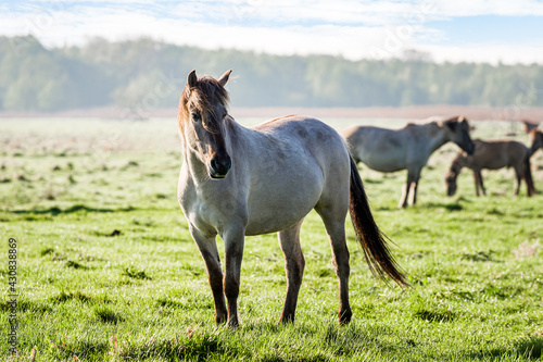 Small herd of semi wild Polish horses on meadow.