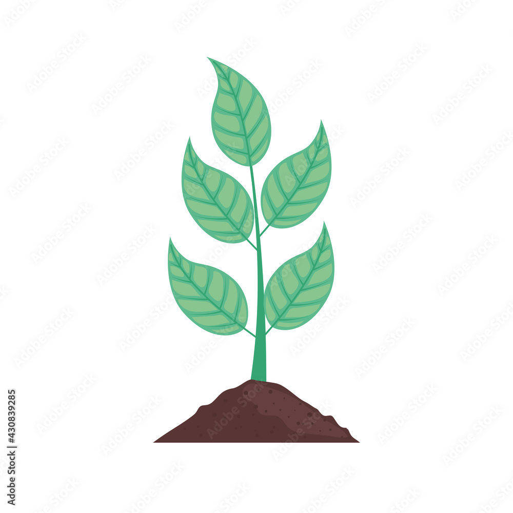 plant in ground plant in ground