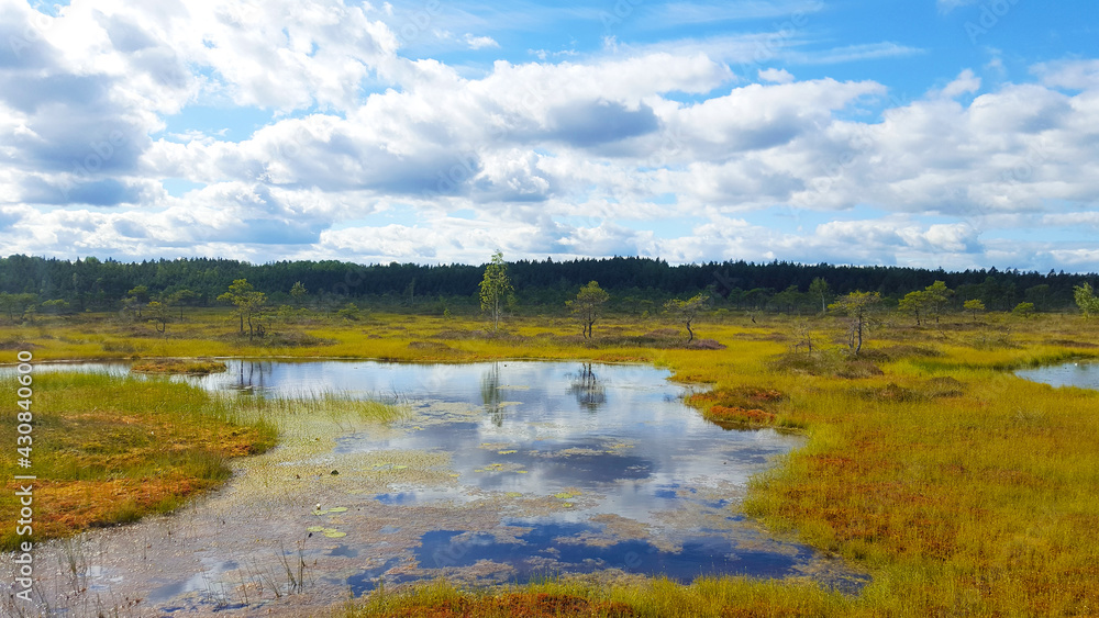 estonia swamp moor landscape nature trail national park