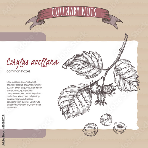 Corylus avellana aka common hazel branch and nuts sketch on cardboard background. Culinary nuts series.