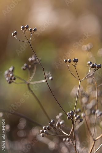twigs with coriander seeds close up