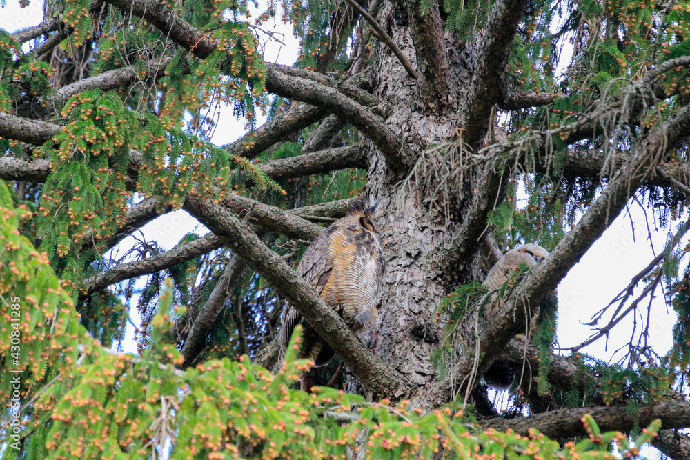 A great horned owl perched in a tree.