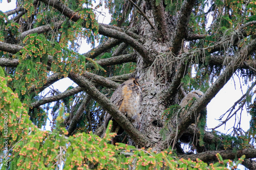 A great horned owl perched in a tree.