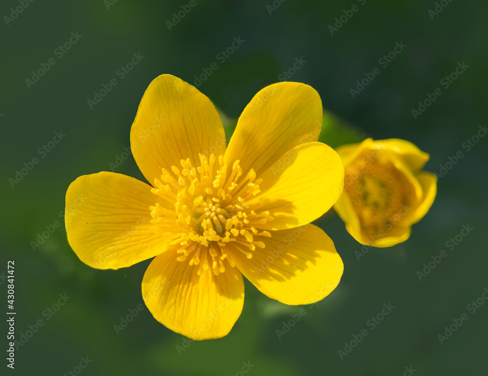 Top view to blossom of marsh marigold, kingcup, Caltha palustris flower Top view to blossom of marsh marigold, kingcup, Caltha palustris flower