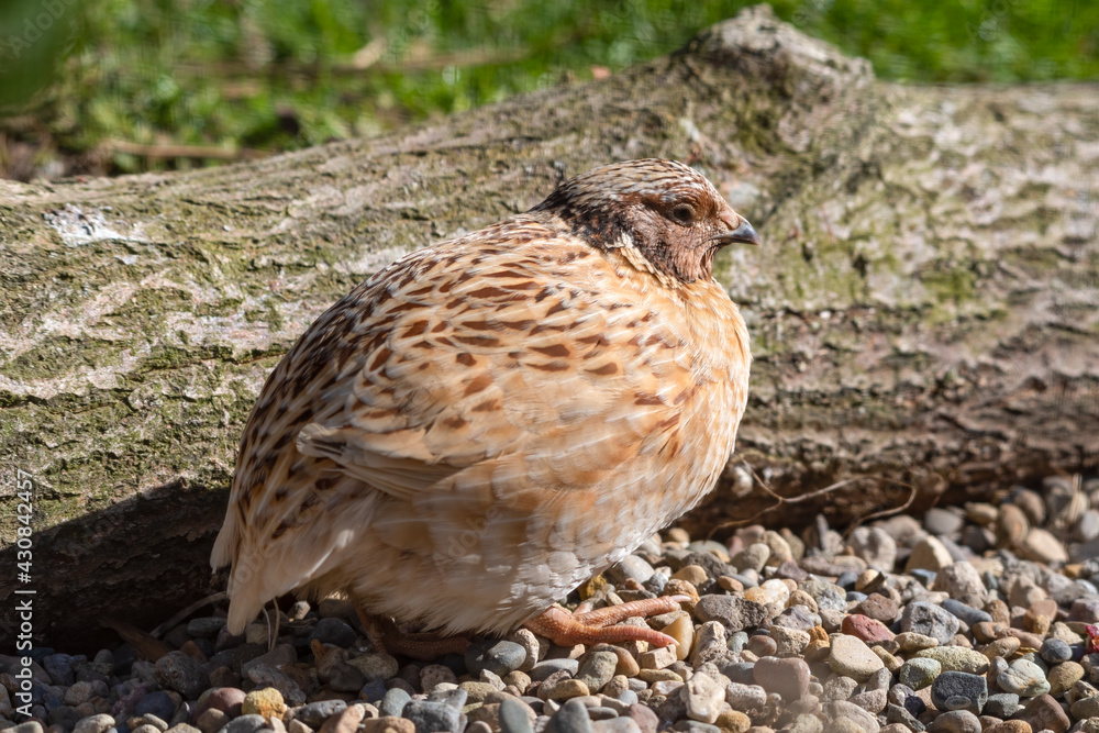Japanese Quail Standing near a Fallen Tree Japanese Quail Standing near a Fallen Tree