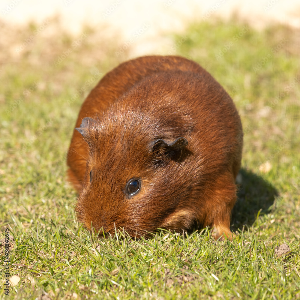 Fototapeta premium Guinea Pig Walking on Grass