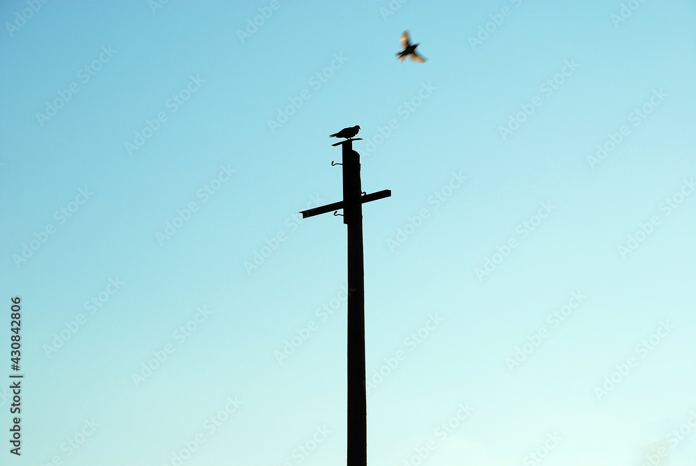 two birds two birds