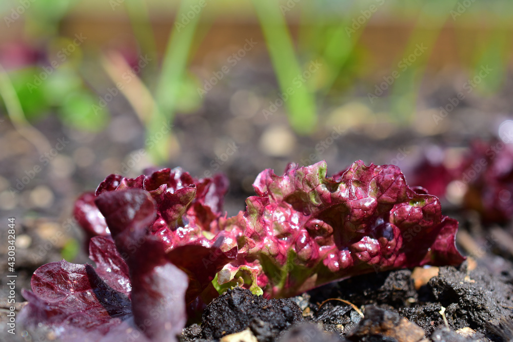 Junger Salat mit roten Blättern und dünnem Lauch im Hintergrund im