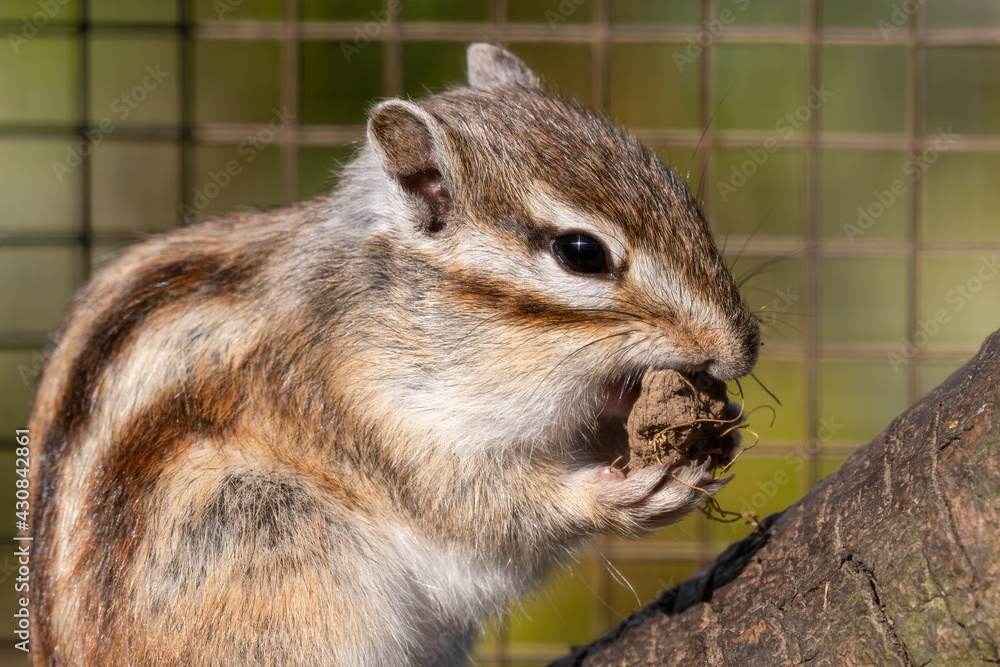 Obraz premium Eastern Chipmunk Feeding