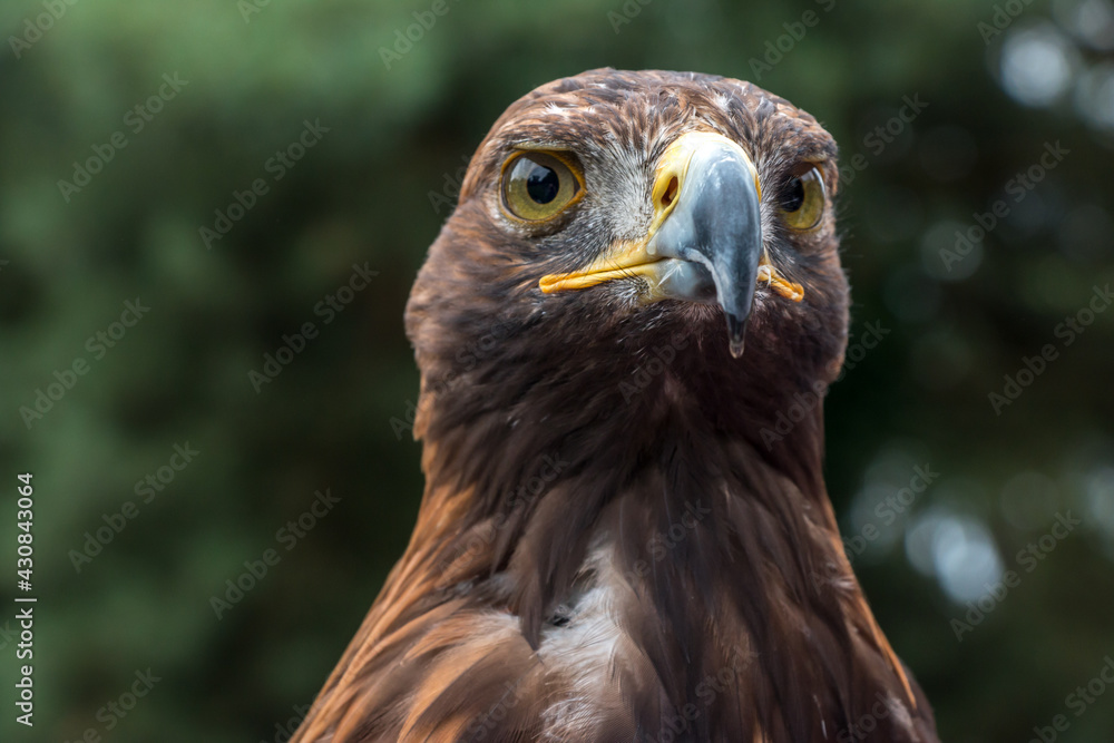 close up of an eagle close up of an eagle