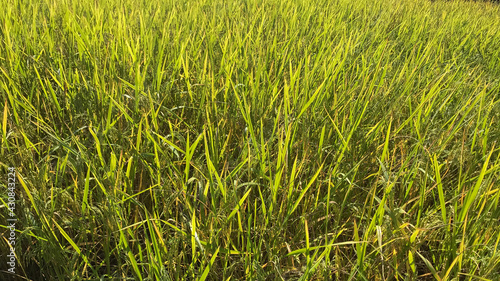 Yellow rice fields ready for morning harvest.