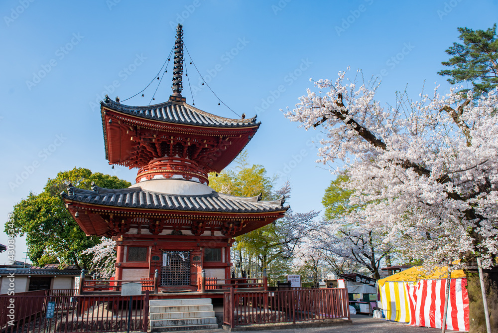 川越大師喜多院　多宝塔と桜