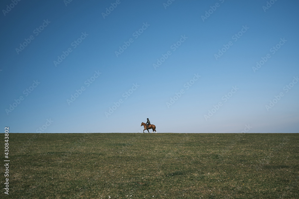 horse on field horse on field